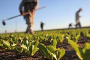 Agricoli e florovivaisti, intesa sul contratto