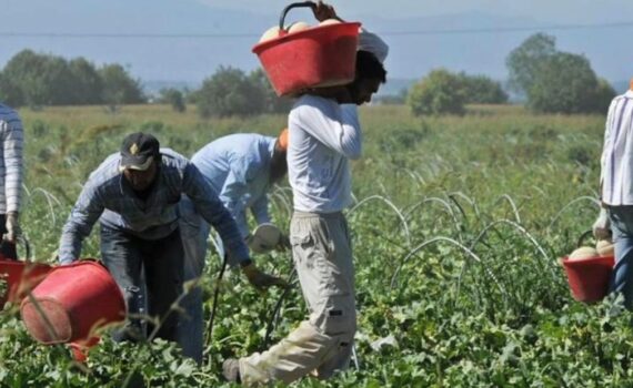 migranti pomodori